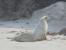 Image of New Zealand sea lion