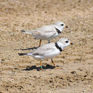 Image of Piping Plover