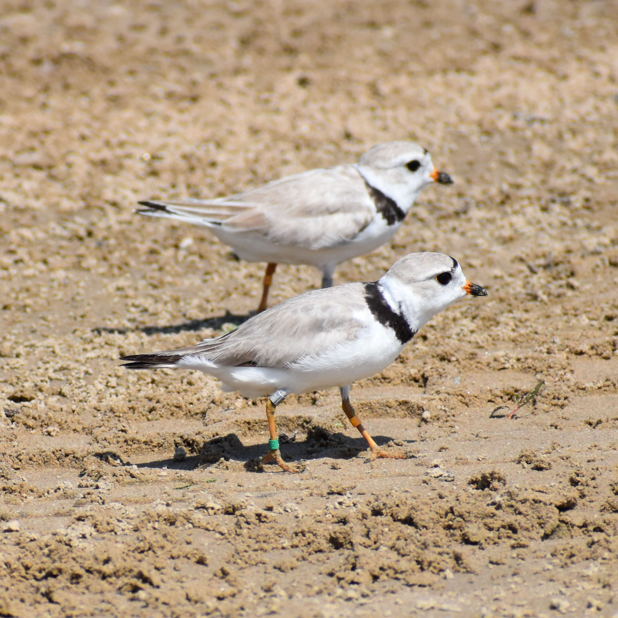 Image of Piping Plover