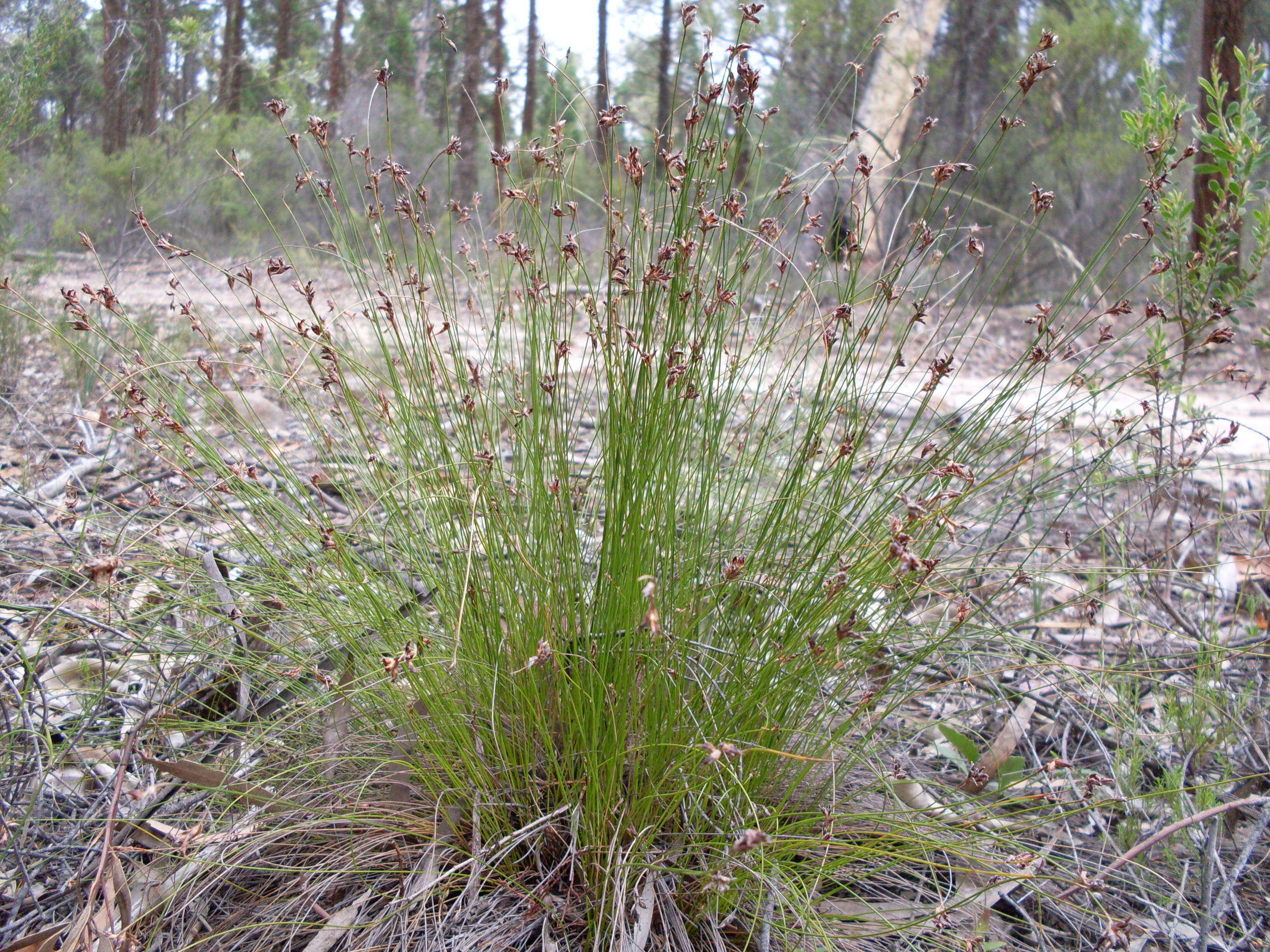 Image of Schoenus ericetorum R. Br.