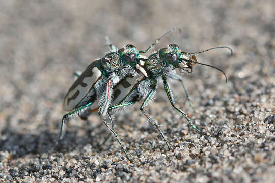 Image of St. Anthony Dune Tiger Beetle