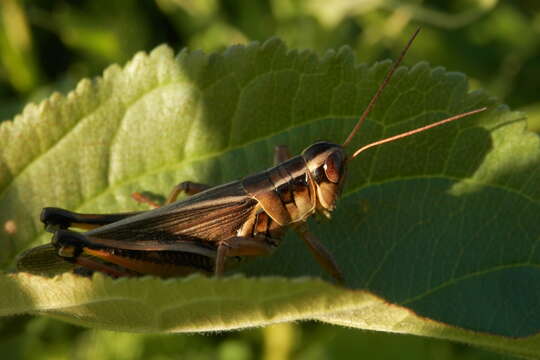 Melanoplus bivittatus (Say 1825)的圖片