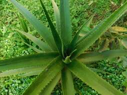 Image of Aloe vera