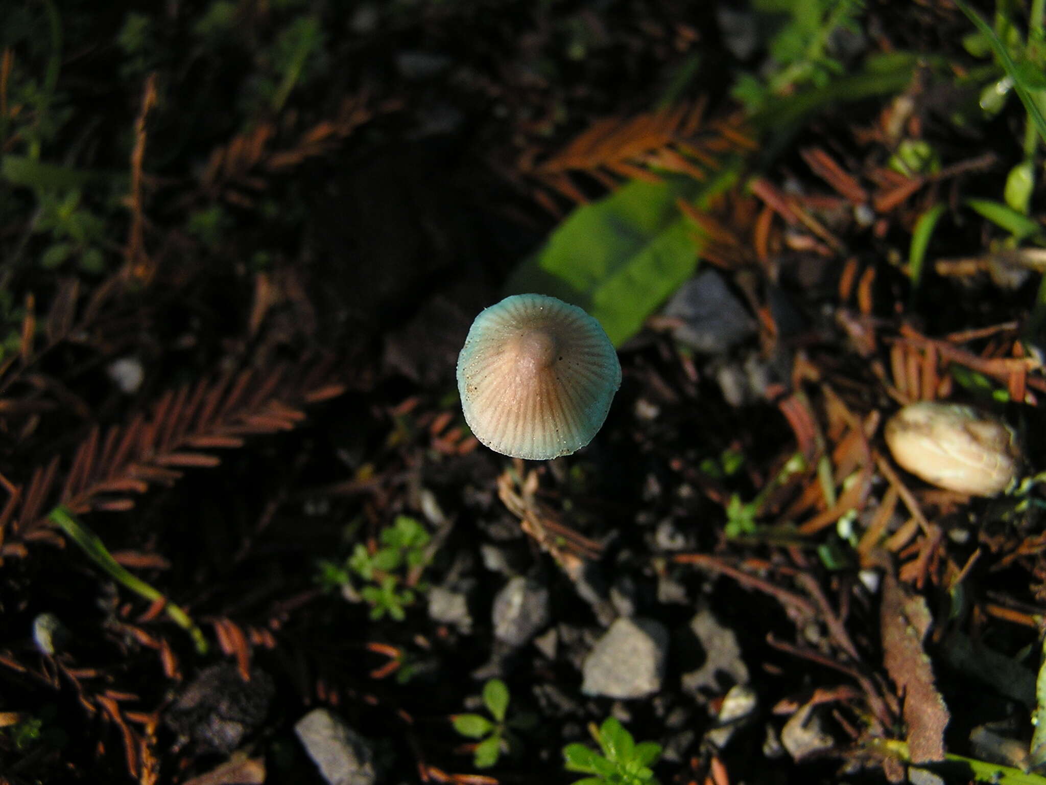 Image of Mycena amicta (Fr.) Quél. 1872