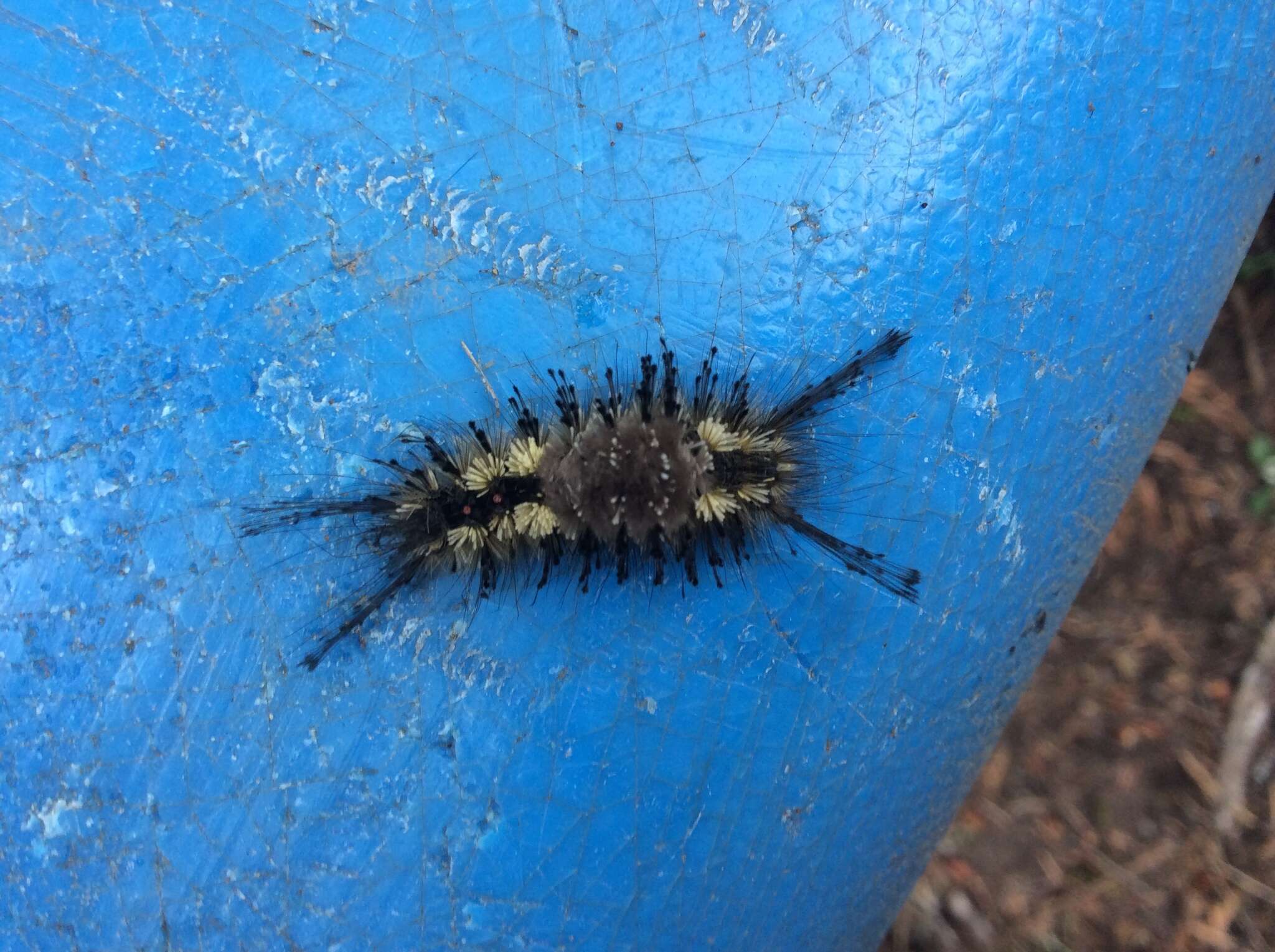 Image of Variable Tussock Moth