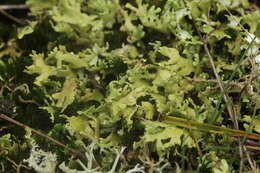 Image of Cladonia foliacea (Huds.) Willd.