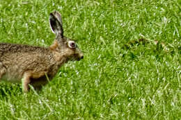 Image of brown hare, european hare