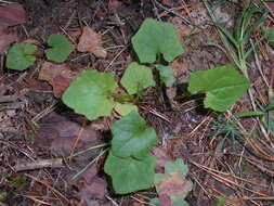 Image of Lactuca muralis