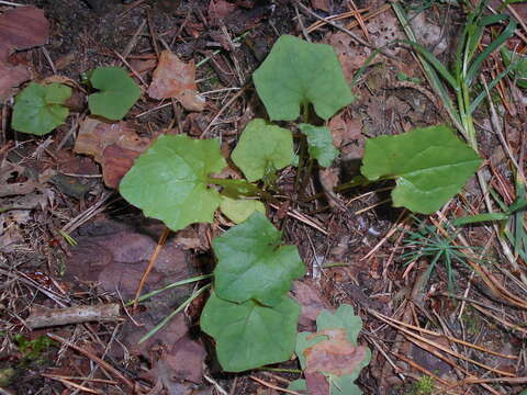 Image of Lactuca muralis