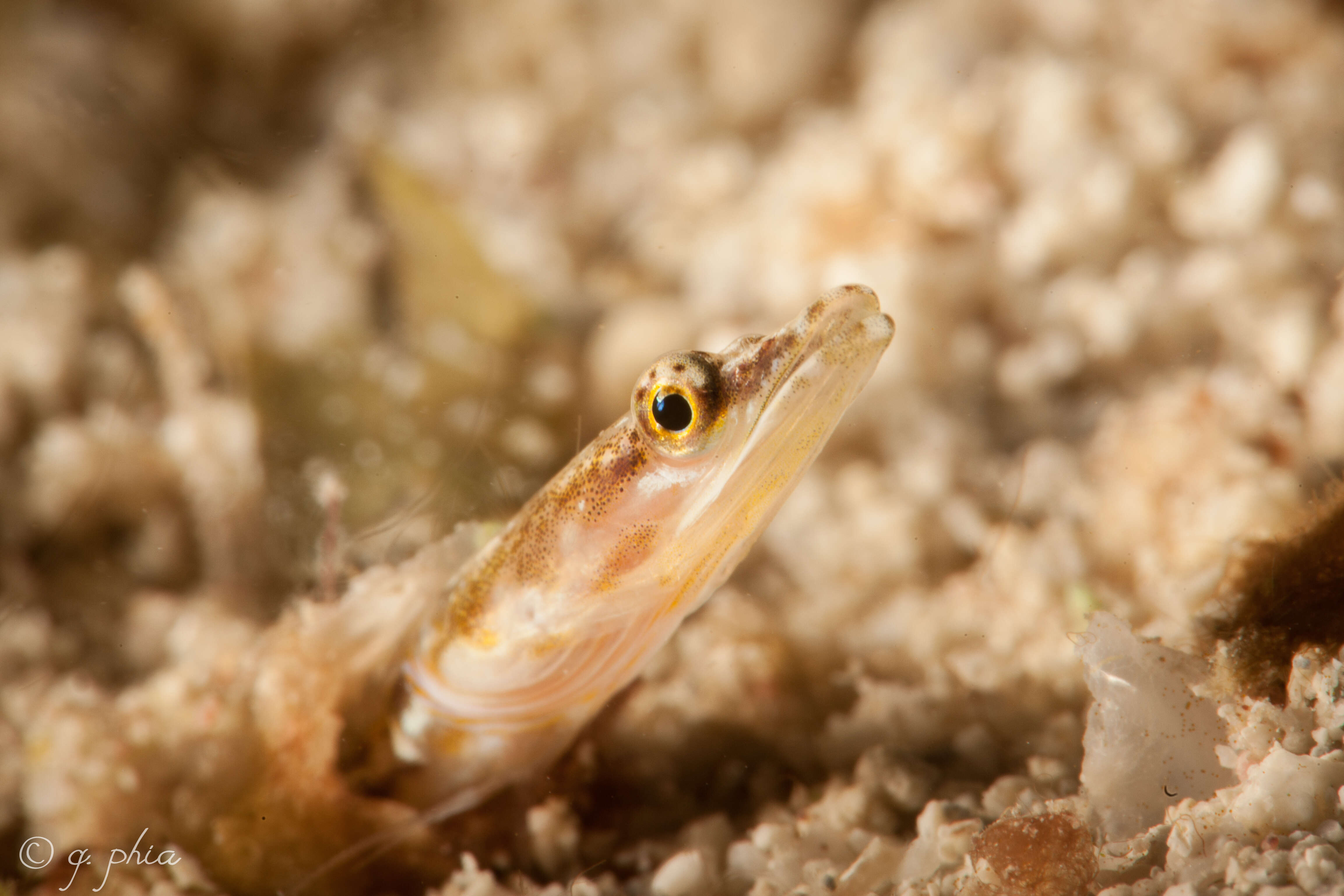 Image of Yellowface Pikeblenny