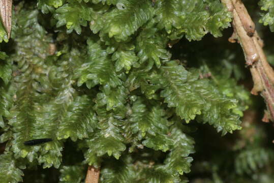 Image of Common Fold-leaf Liverwort