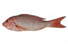 Image of Common snappers