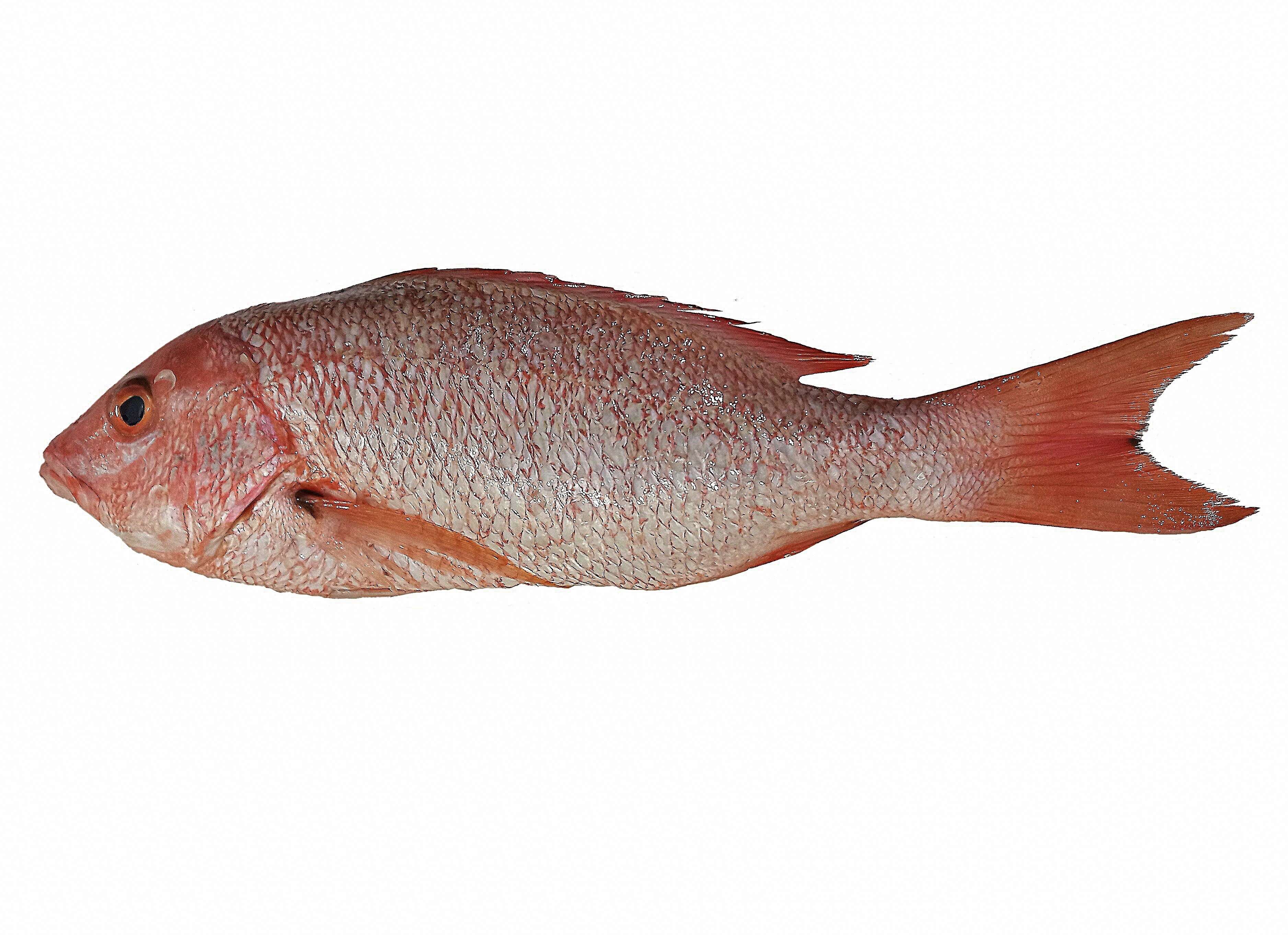 Image of Common snappers