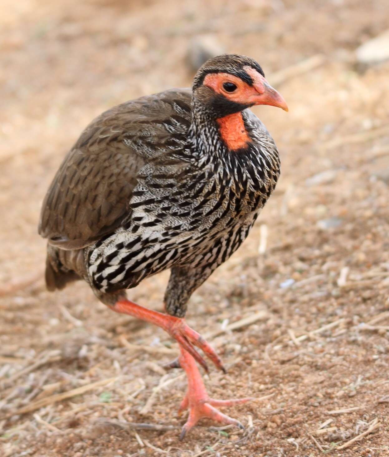 Image of Red-necked Francolin