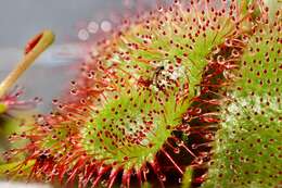 Image of Australian sundew