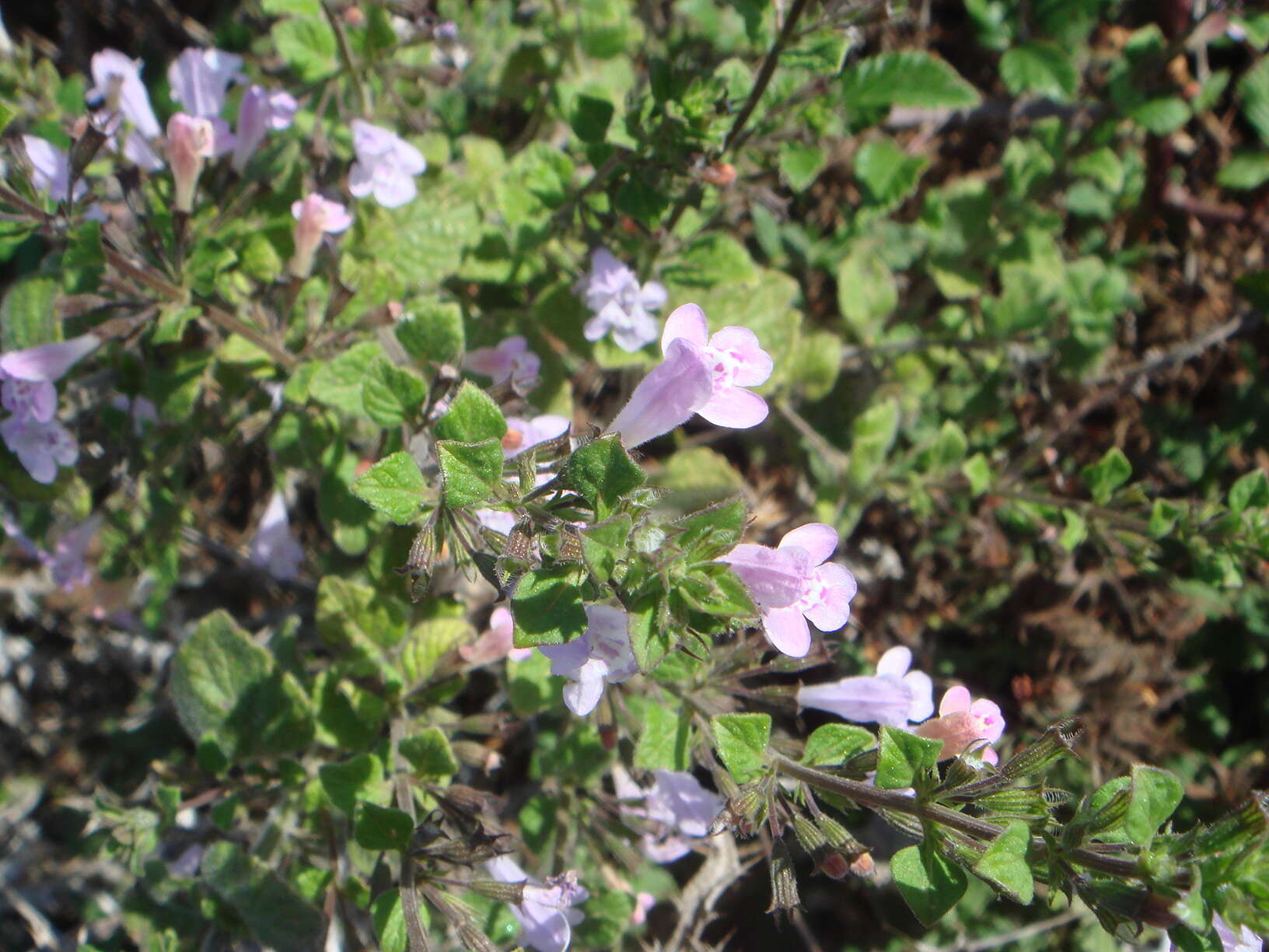 Image of Wood calamint