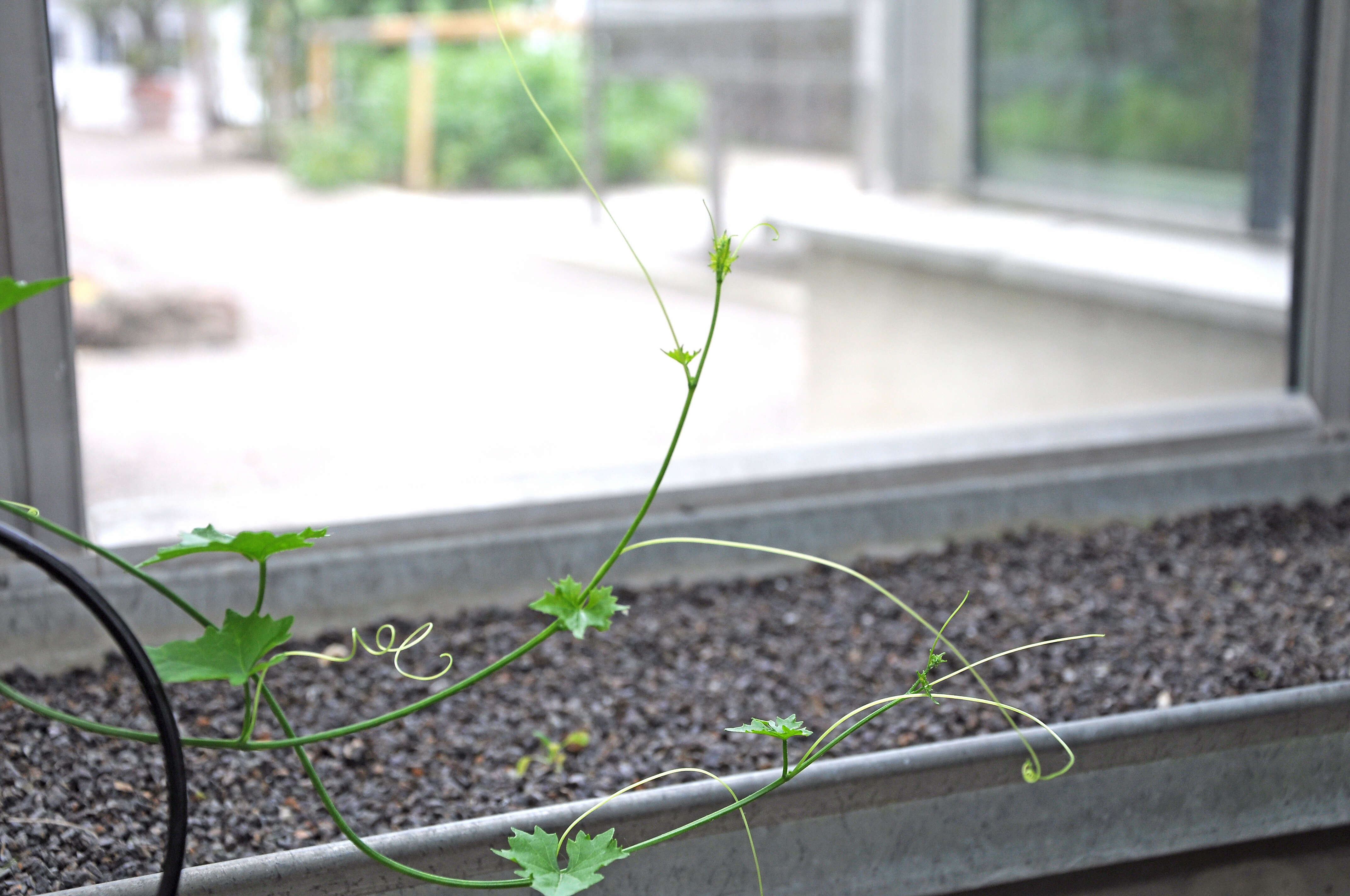 Image of Ibervillea sonorae (S. Wats.) Greene