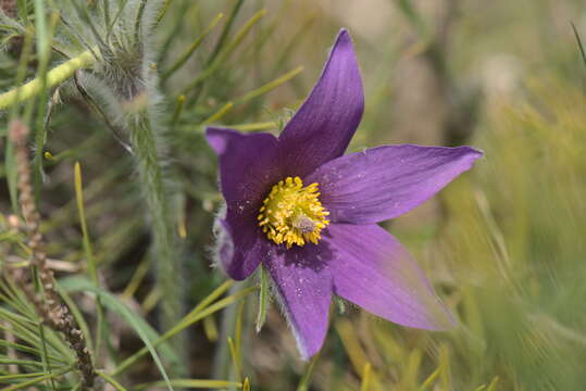 Imagem de Pulsatilla vulgaris Miller