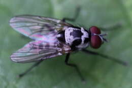 Image of Anthomyia procellaris Rondani 1866