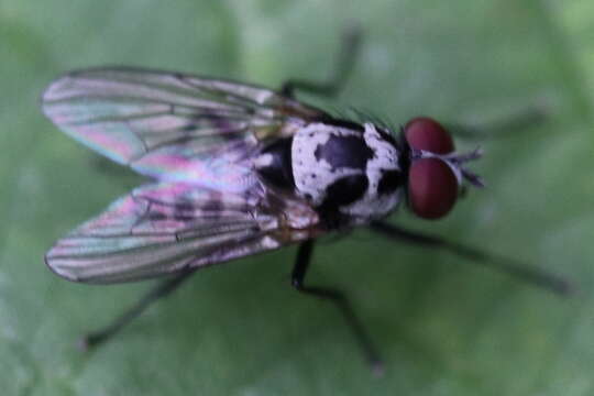 Image of Anthomyia procellaris Rondani 1866