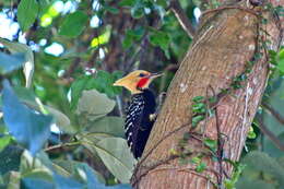 Image of Blond-crested Woodpecker