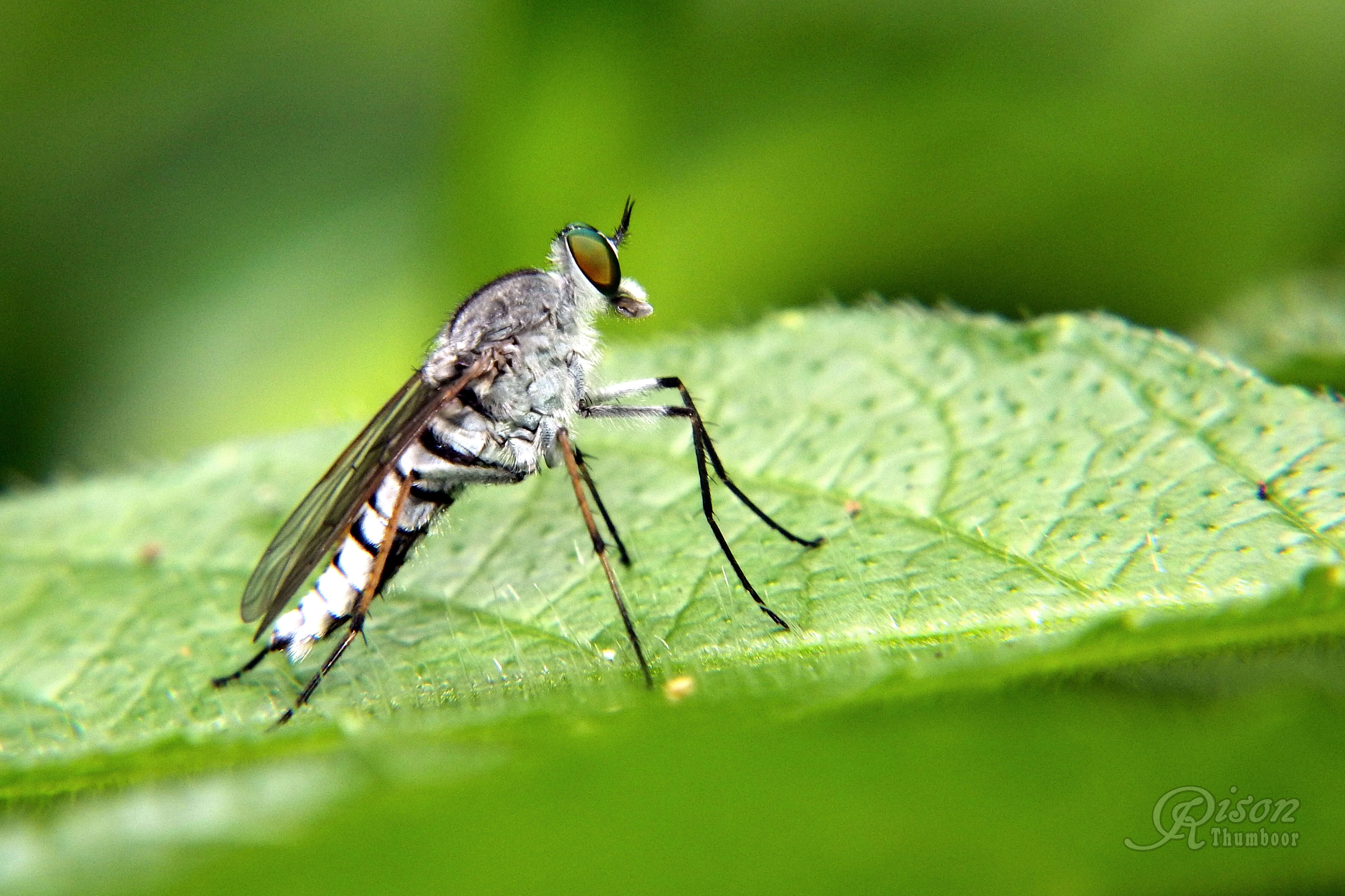 Image of stiletto flies