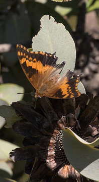 Imagem de Charaxes pelias