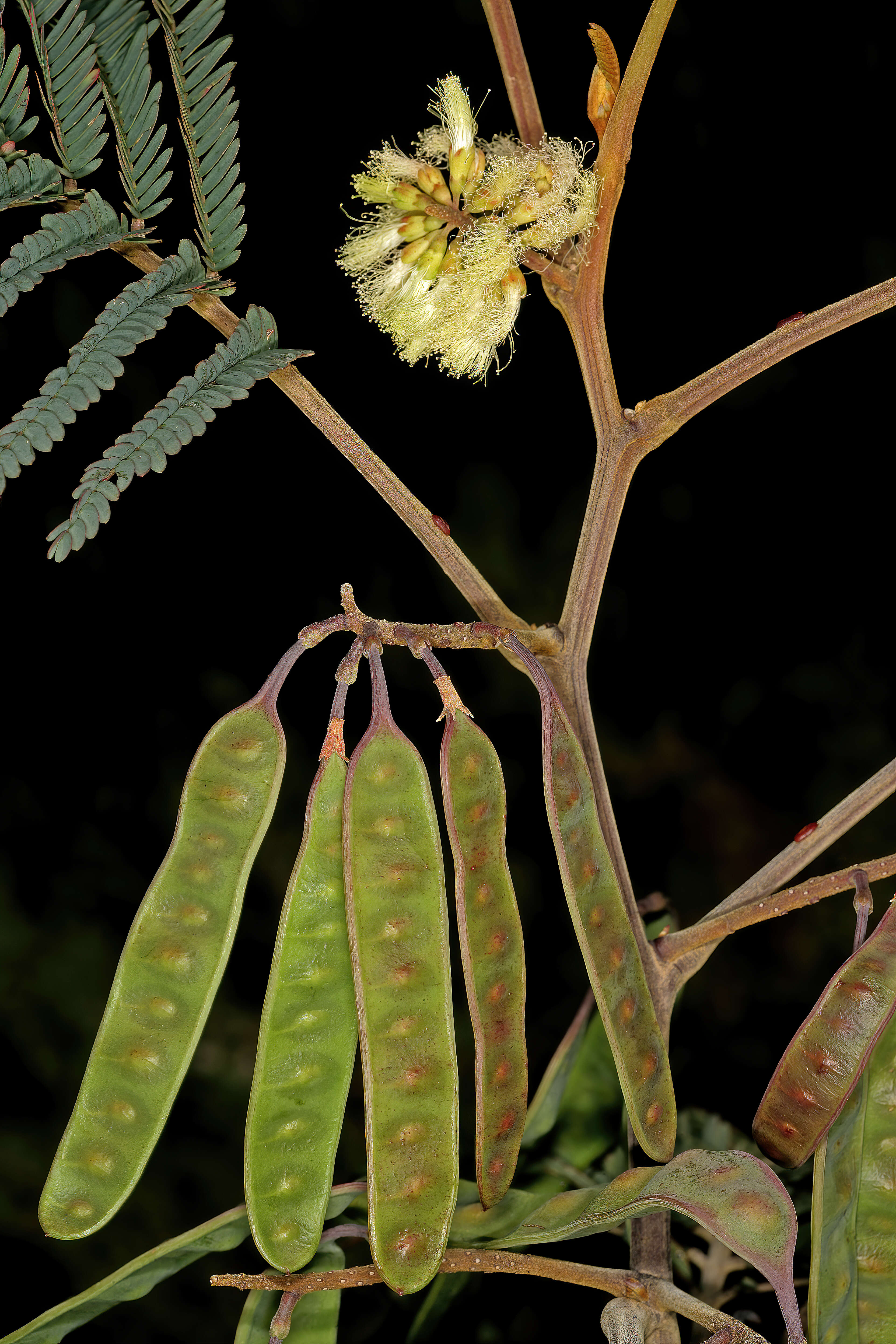 Image of plume albizia