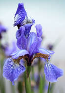 Image of German Iris