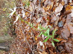 صورة Leucanthemum ircutianum (Turcz.) DC.