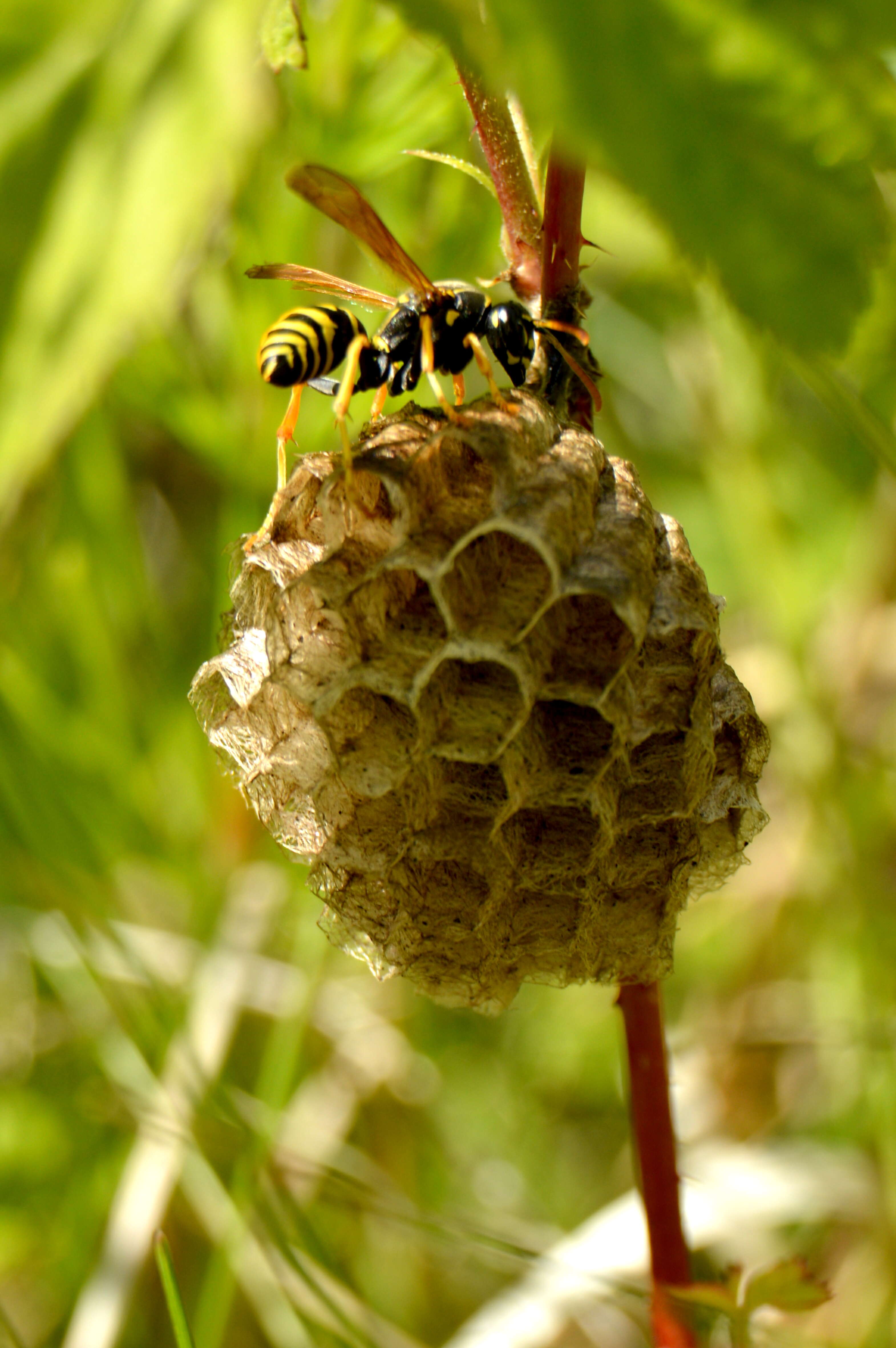 Image of Ancistrocerus nigricornis (Curtis 1826)