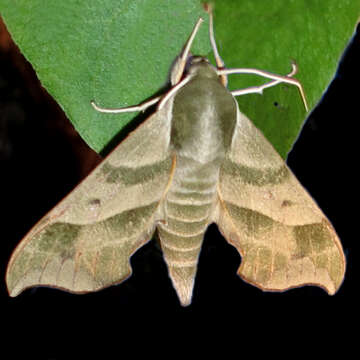 Image of Virginia Creeper Sphinx