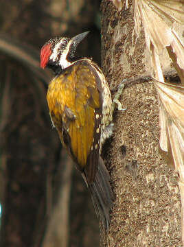 Image of Black-rumped Flameback