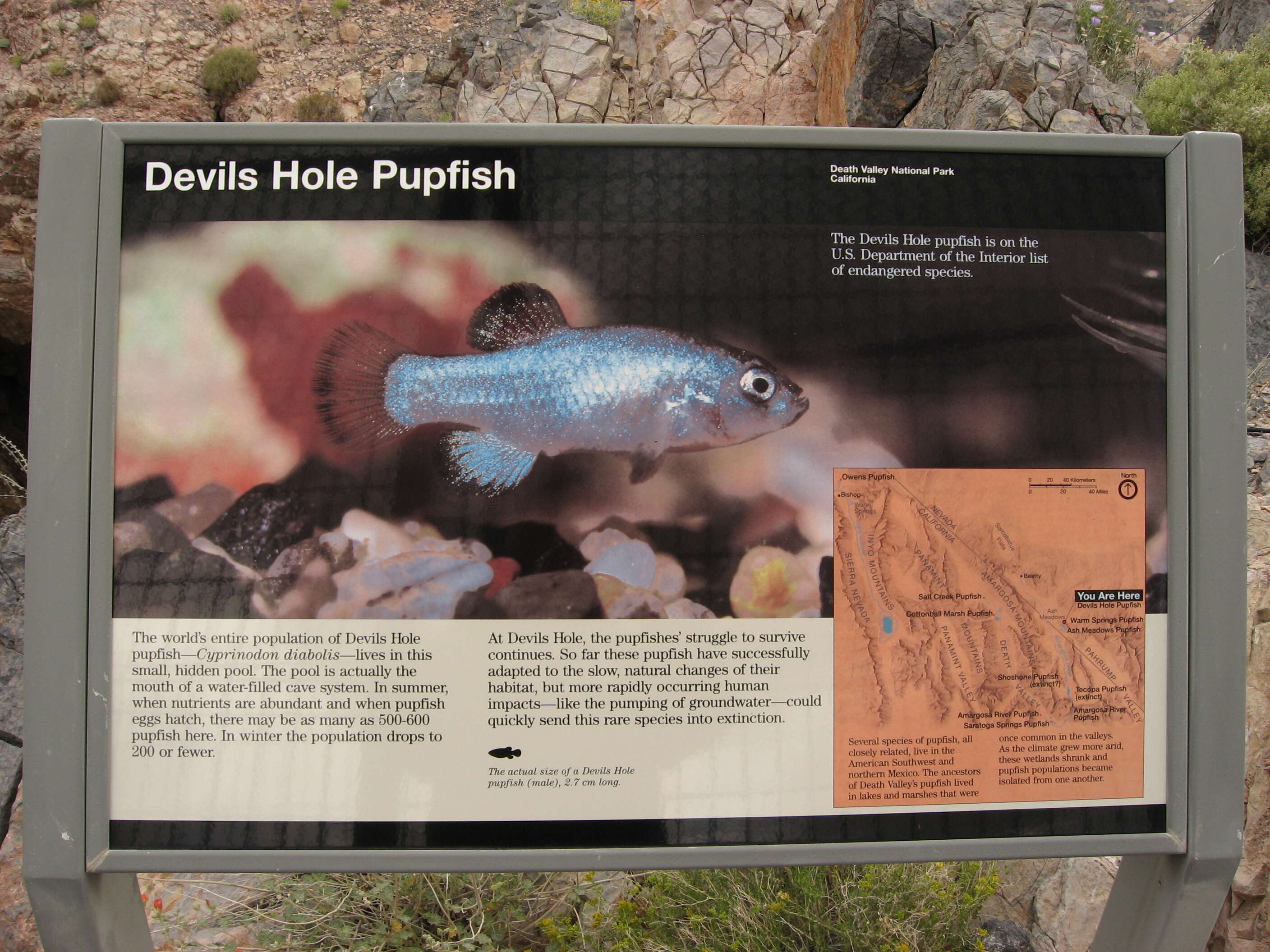 Image of Devil's Hole pupfish