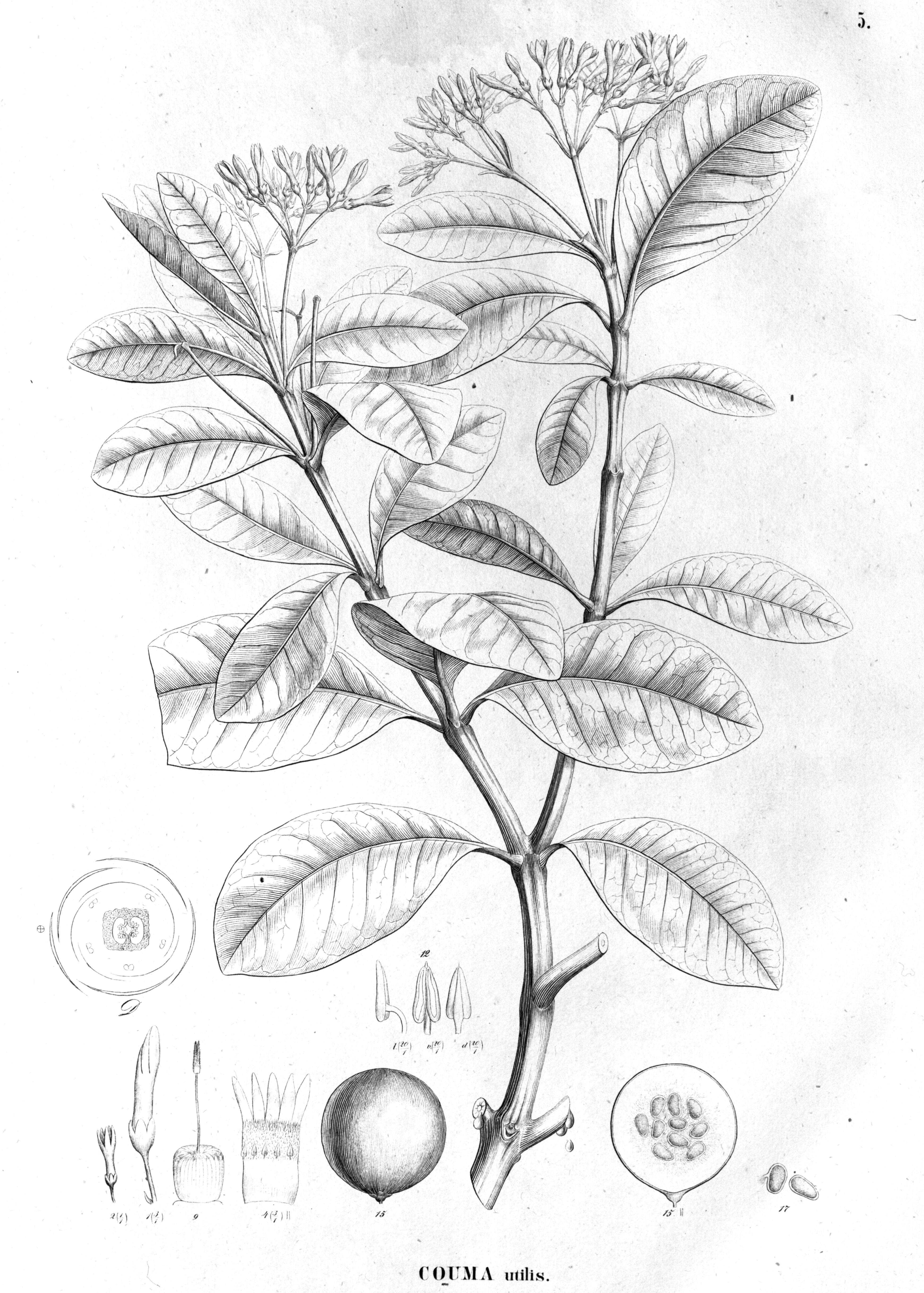 Image of Couma utilis (Mart.) Müll. Arg.