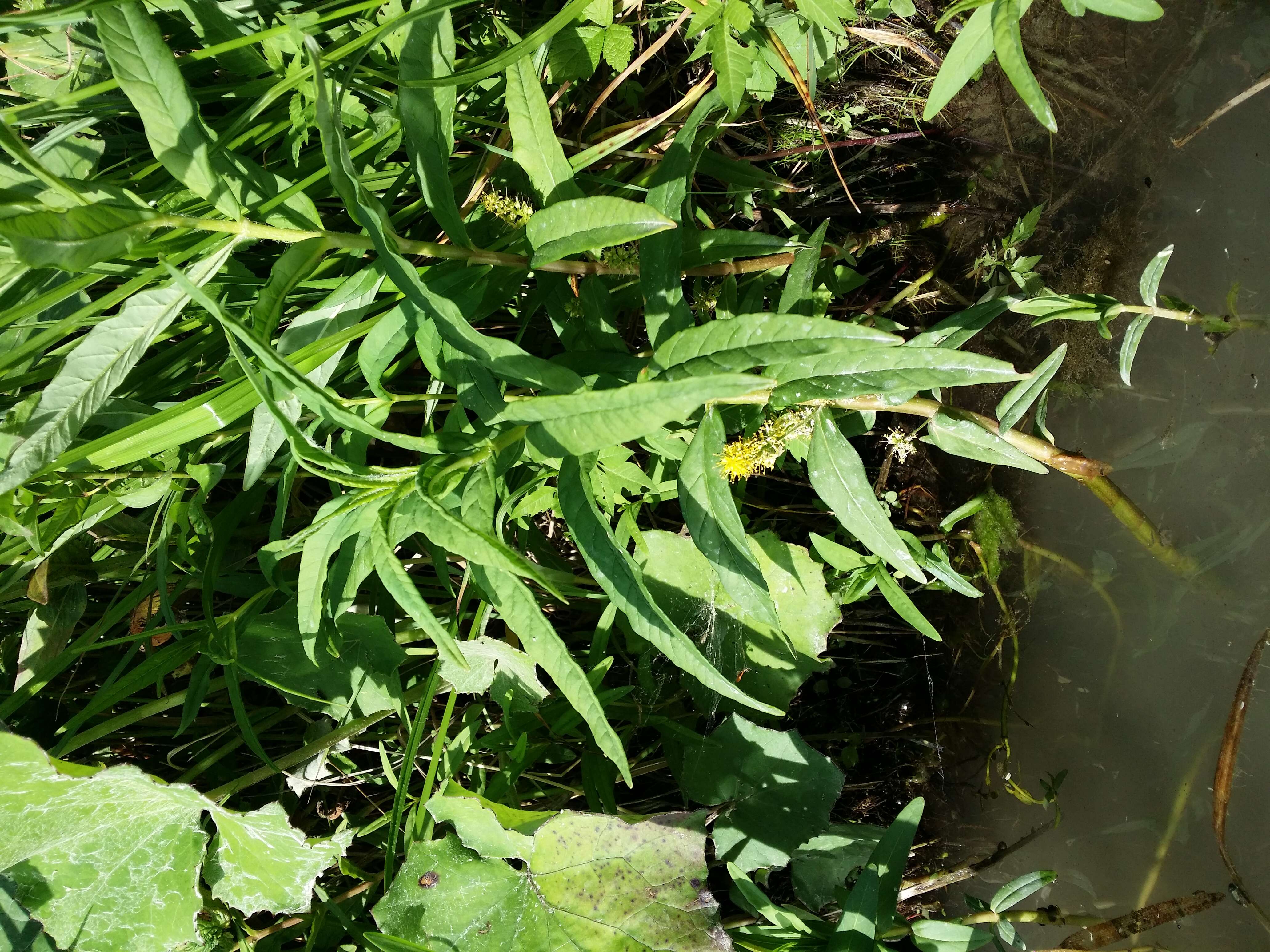 Image of Tufted Loosestrife