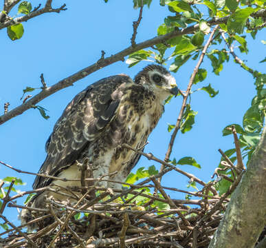 Image of Common Buzzard