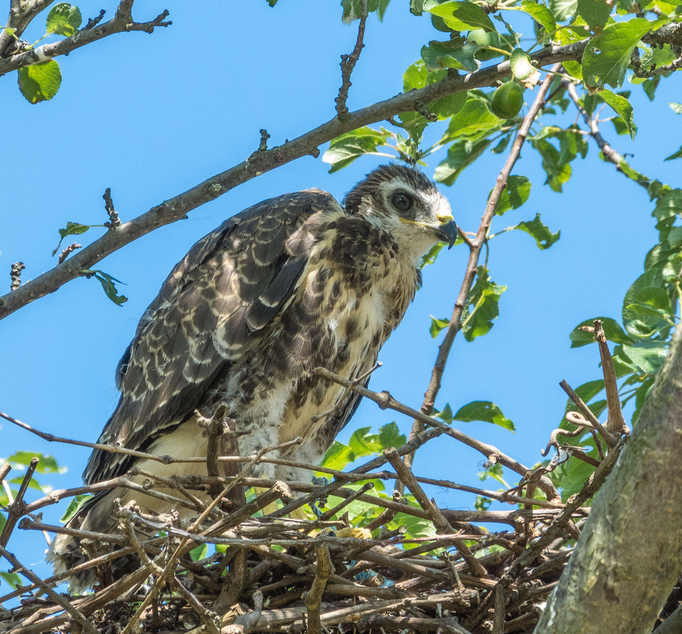 Image of Common Buzzard