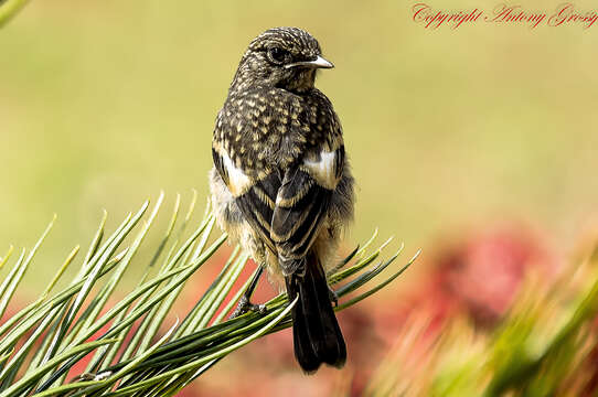 Image of Pied Bush Chat