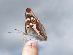 Image of purple emperor