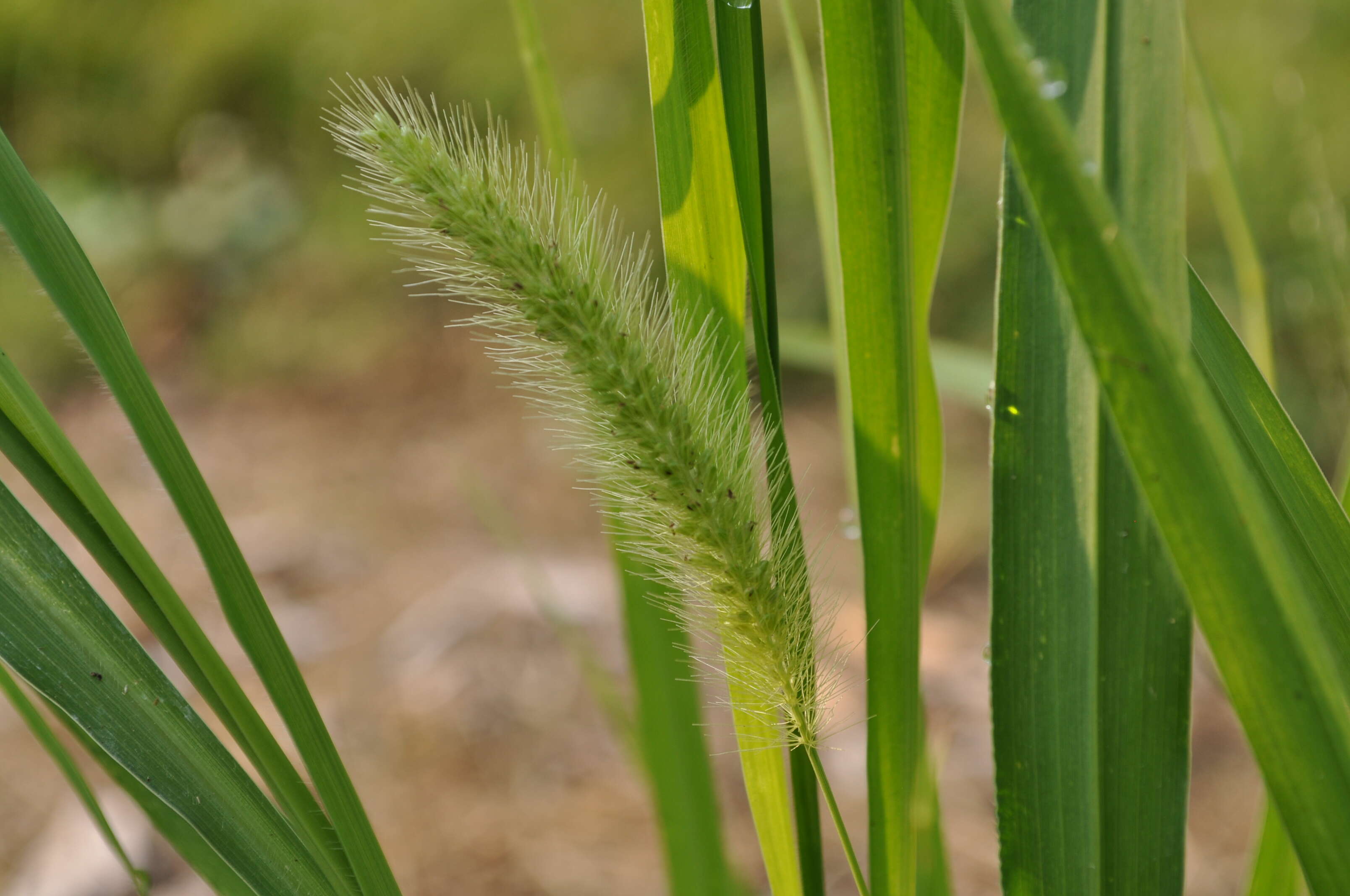 Image de Setaria faberi R. A. W. Herrm.