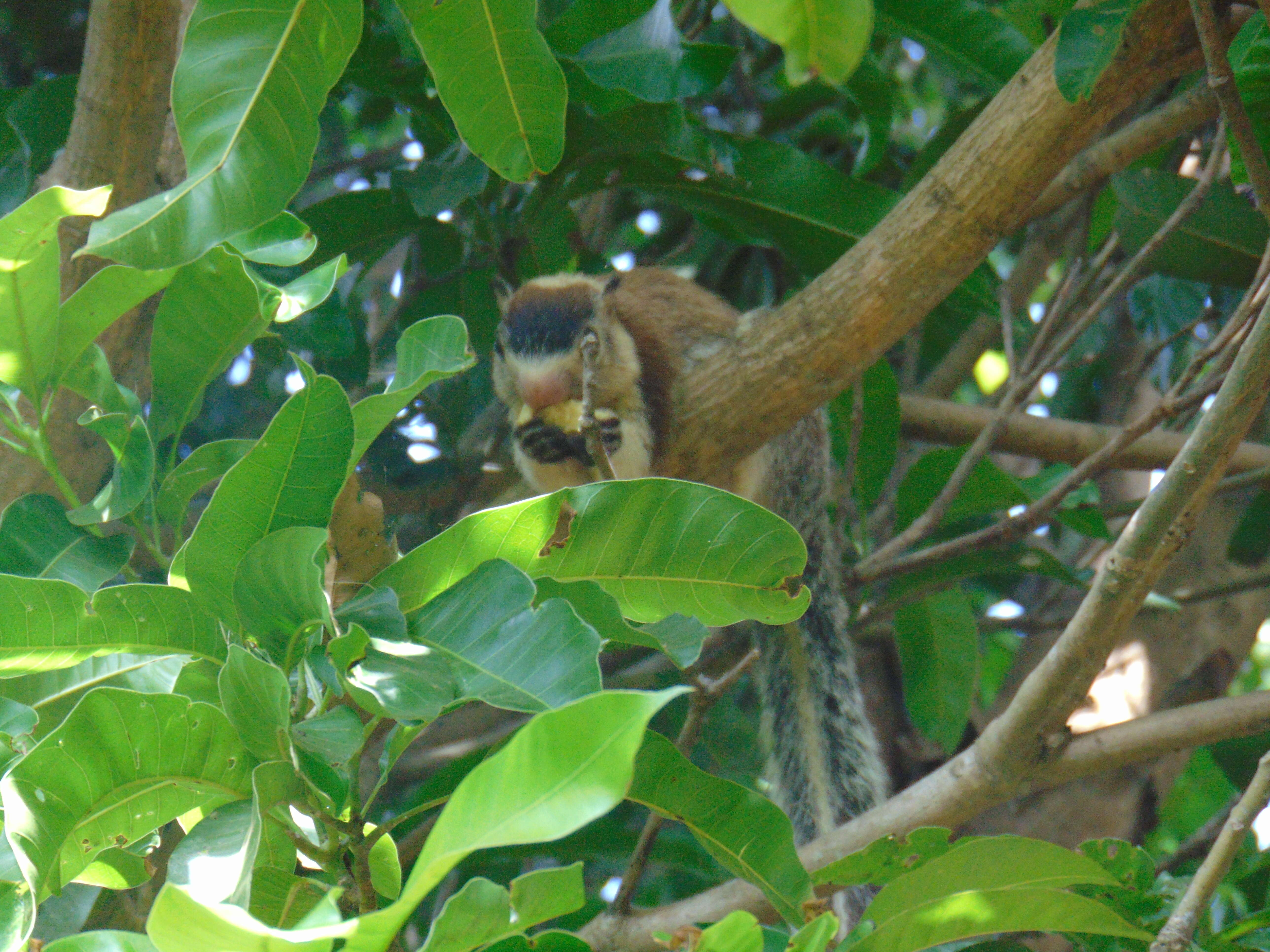 Image of Grizzled Giant Squirrel