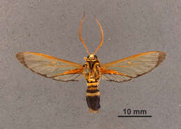 Image of Isanthrene profusa Hampson 1898