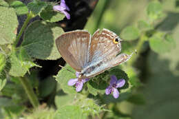 Imagem de Catochrysops strabo (Fabricius 1793)