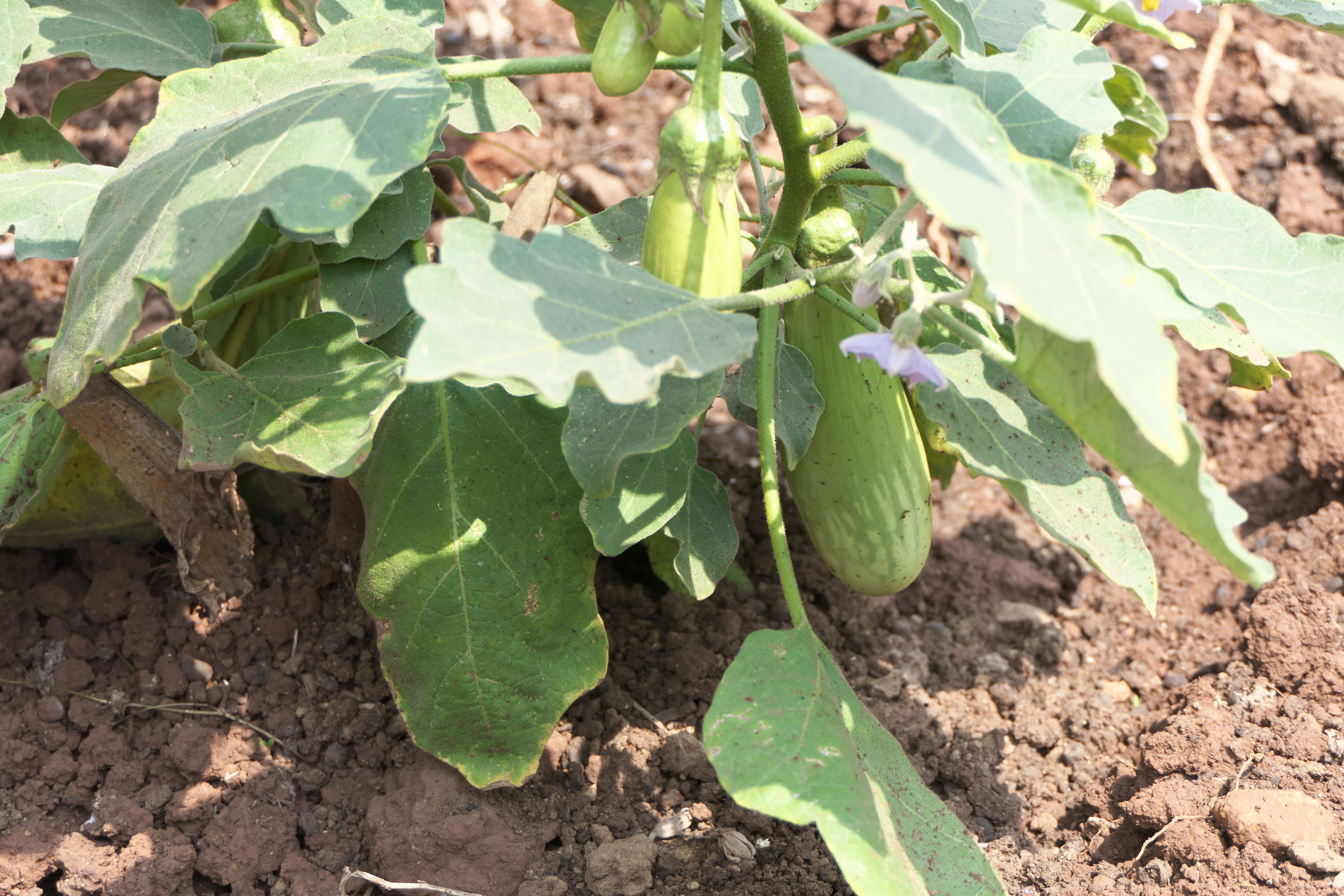 Image of eggplant