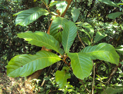 Image of Meliosma simplicifolia (Roxb.) Walp.