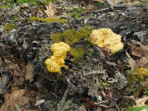 Image of Dog vomit slime mold