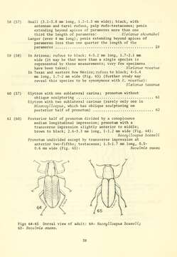 Image of Neoelmis caesa (Le Conte 1874)