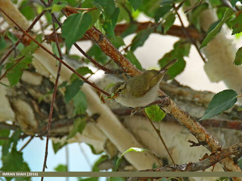 Plancia ëd Phylloscopus occipitalis (Blyth 1845)