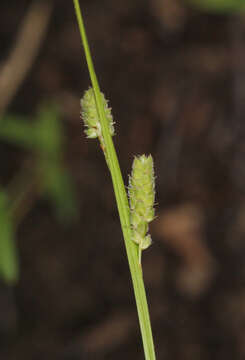 Image of Swan's sedge